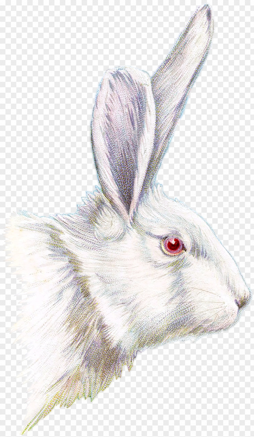 Bunnies Easter Bunny Drawing Clip Art PNG