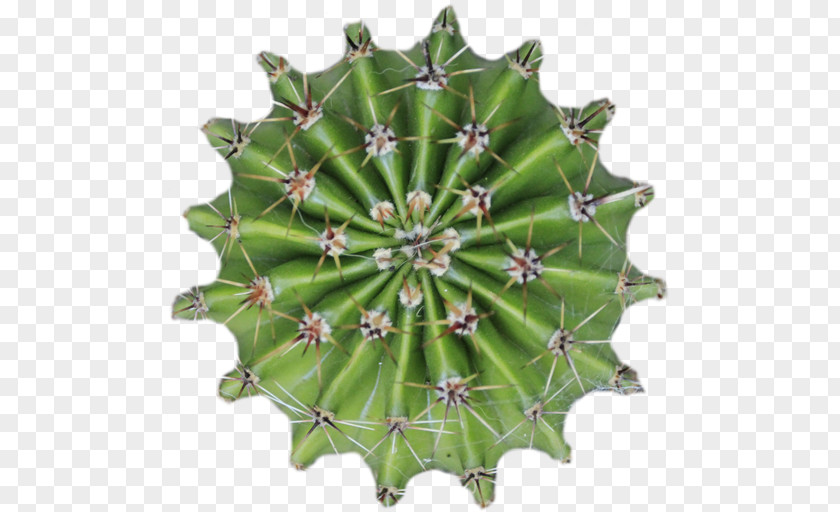 Cactus Cactaceae Plant Thorns, Spines, And Prickles Tree Flowerpot PNG