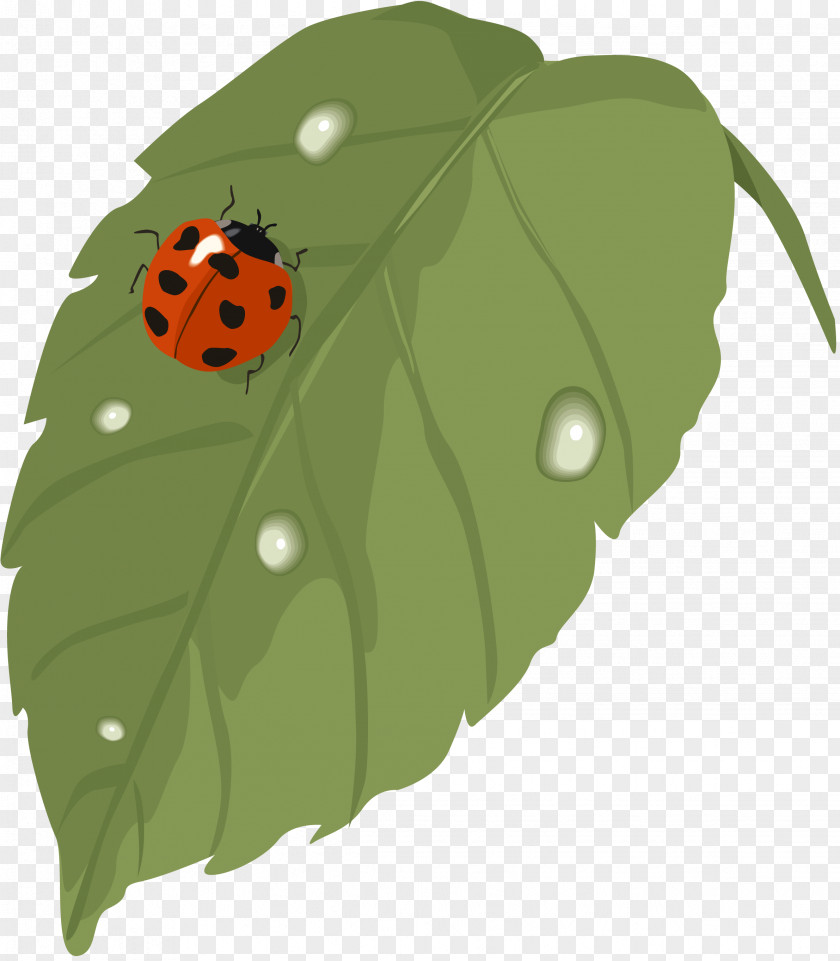 Insect Clip Art PNG