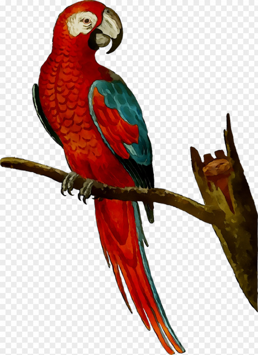 Amazon Parrot Macaw Bird Mug PNG