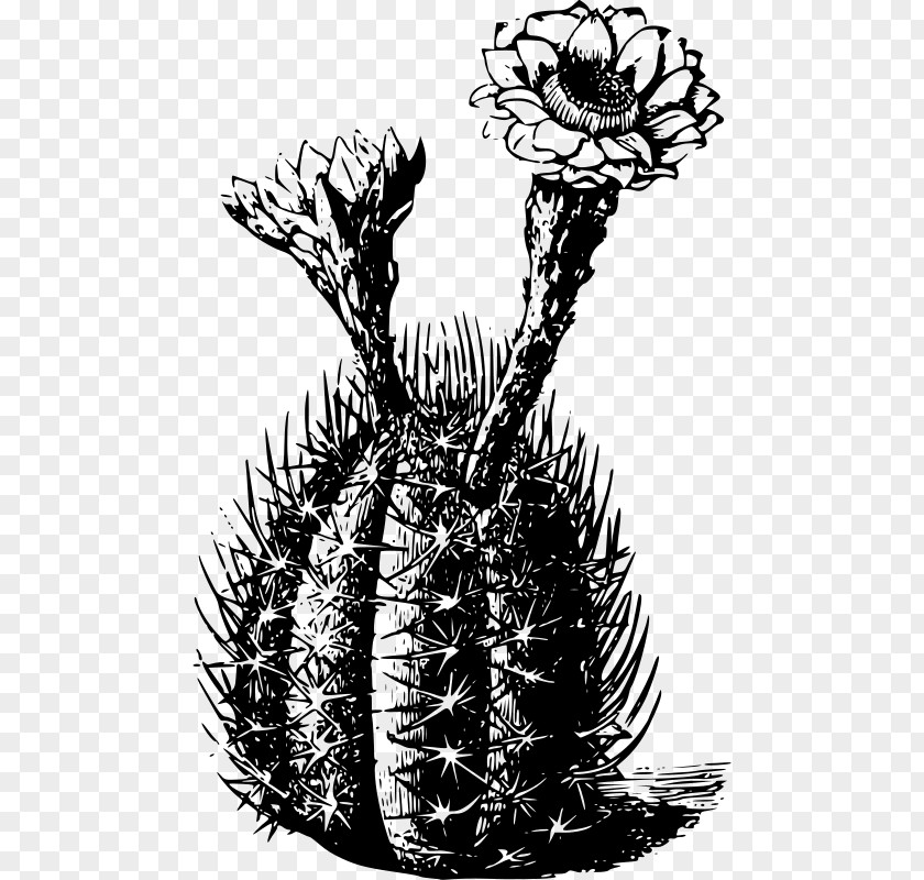T-shirt Cactaceae Saguaro Thorns, Spines, And Prickles Plant PNG