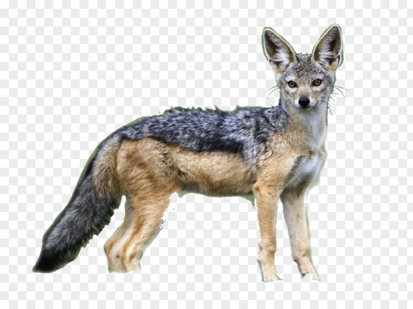 Watching Clipart Jackal Coyote Canidae Maasai Mara Dog PNG