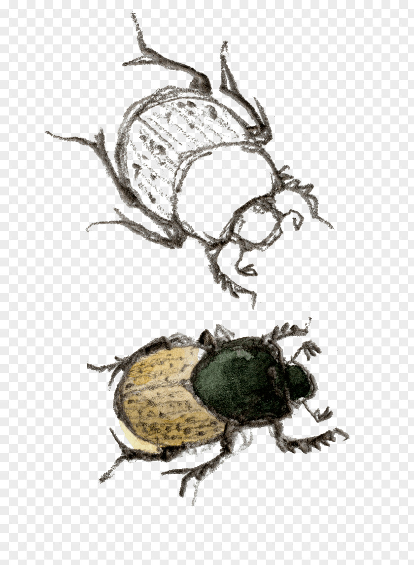 Beetle Fauna Pollinator Pest PNG