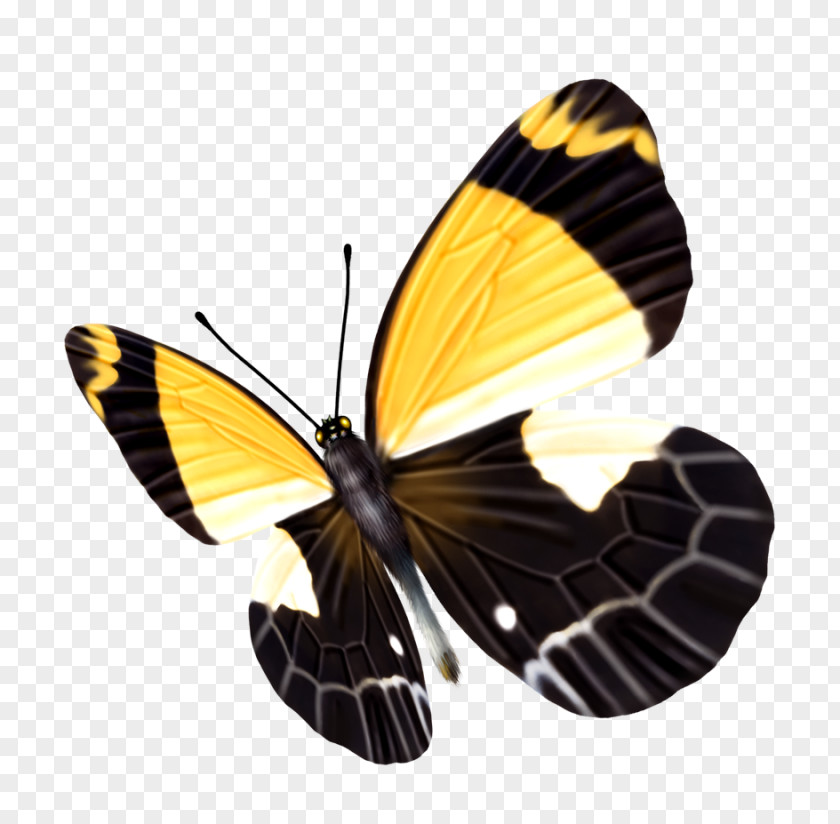Butterfly Yellow Black PNG