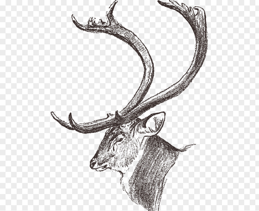 Huge Antlers Of Deer Dhole Chital Elk Antler Drawing PNG