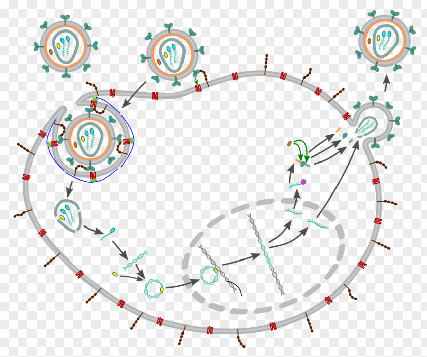 Management Of HIV/AIDS Viral Life Cycle Virus PNG