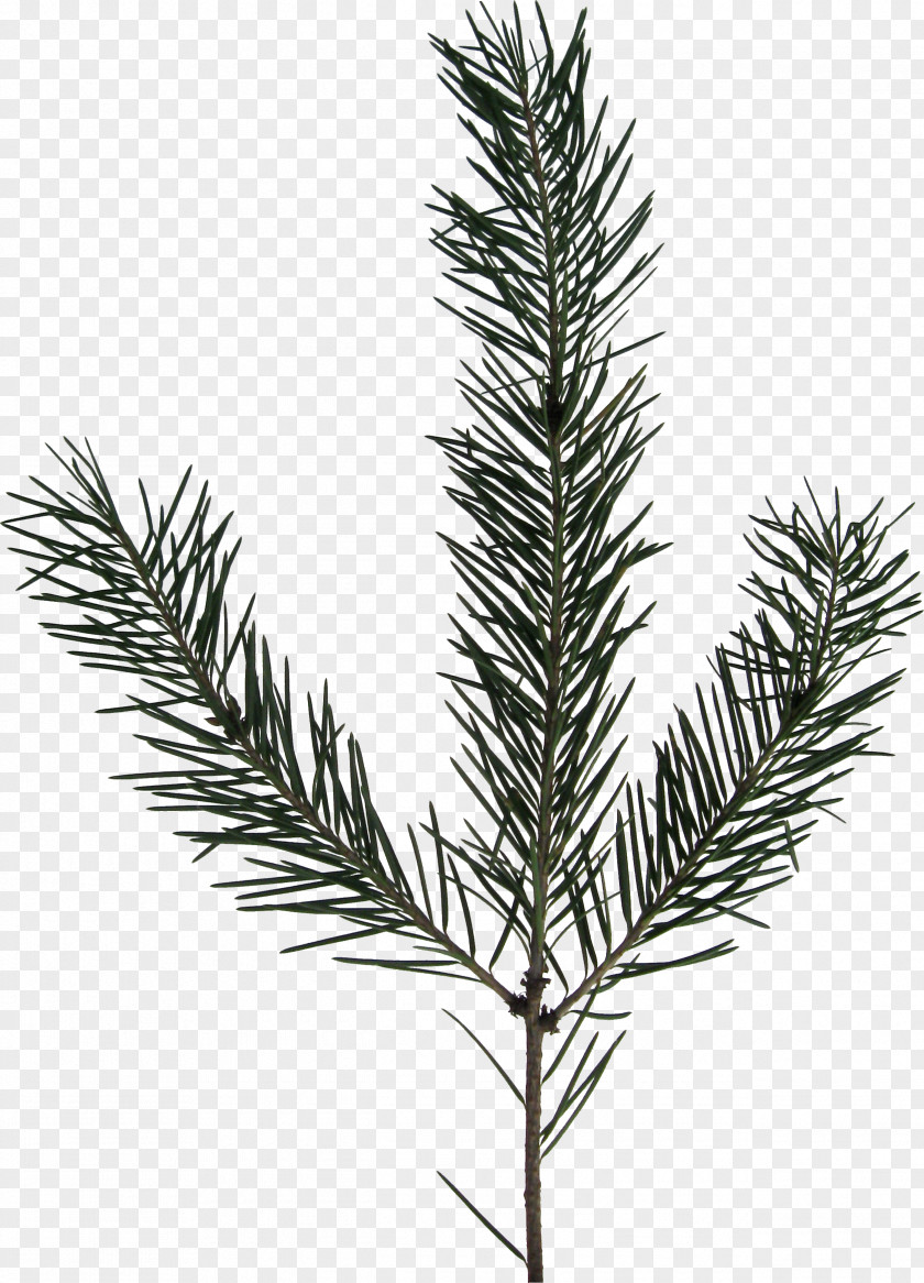 Pine Plant Spruce JPEG Computer File PNG