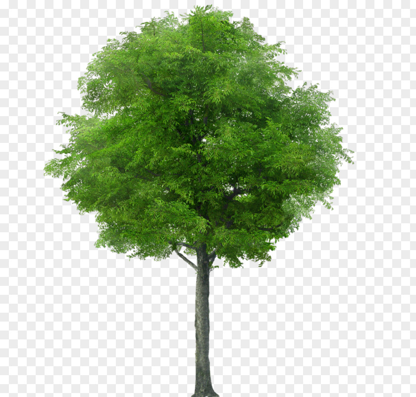 Tree Stock Photography Royalty-free Shrub PNG