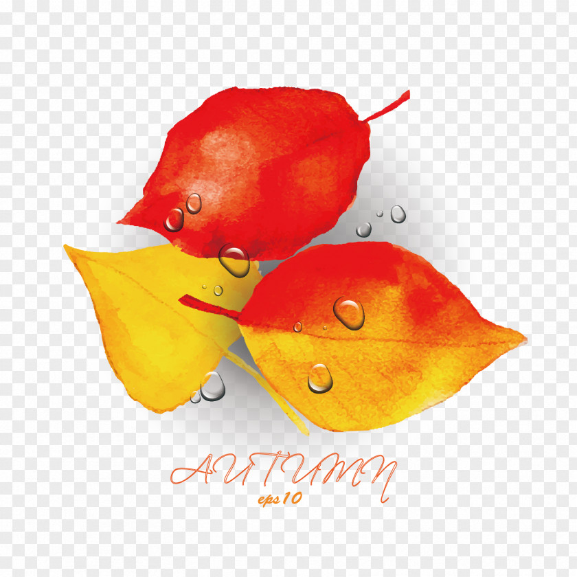 Vector Leaves And Water Droplets Autumn PNG