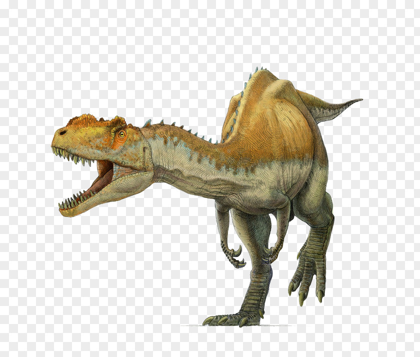 Wild Dinosaur Yangchuanosaurus Tyrannosaurus Metriacanthosaurus Allosaurus Spinosaurus PNG