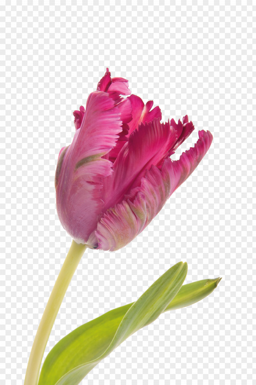 A Rose Parrot Tulips Beach Flower Bouquet PNG