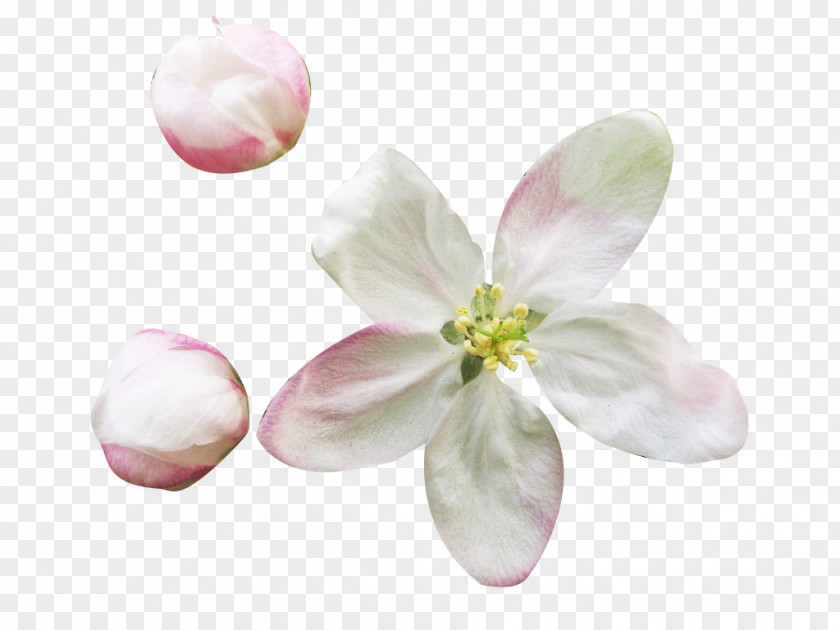 Buds And Pear Petals Picture Material Petal Flower Blossom Download PNG