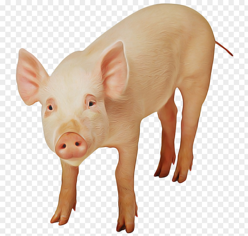 Fawn Pigs Ear Veganism Carnism Pig Dierenbescherming Animal PNG