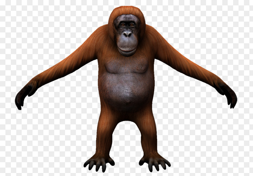 Gorilla Orangutan Monkey Carnivora Wildlife PNG