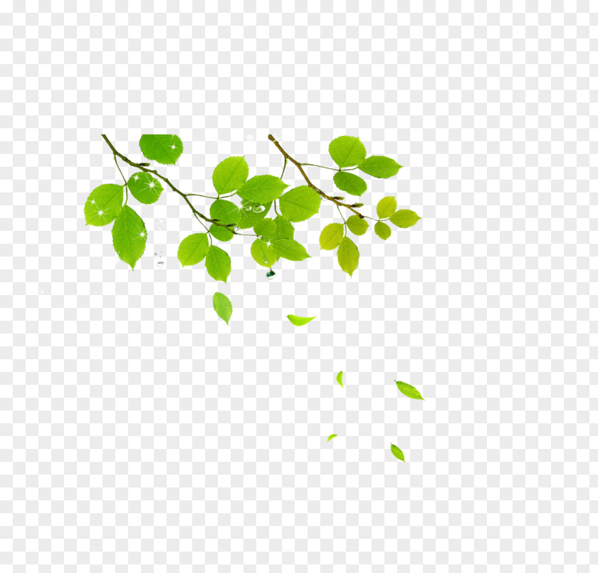 Image Leaf Yellow Vector Graphics PNG