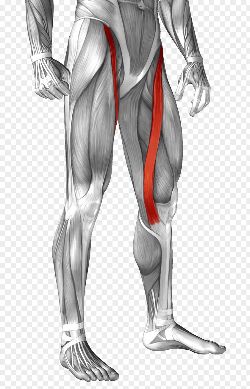 Muscle Sartorius Anatomy Rectus Femoris Human Body PNG