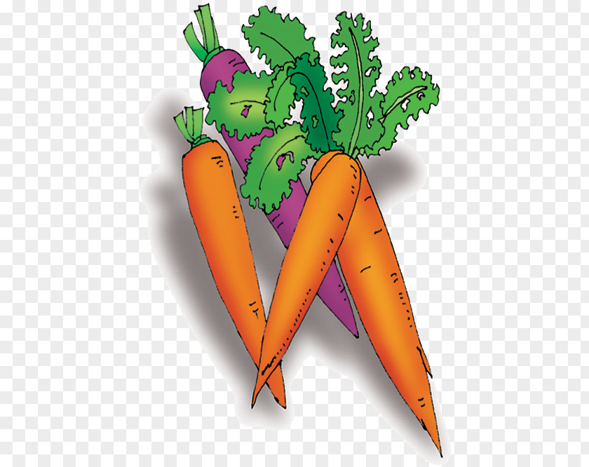 Vegetable Carrot Cartoon PNG