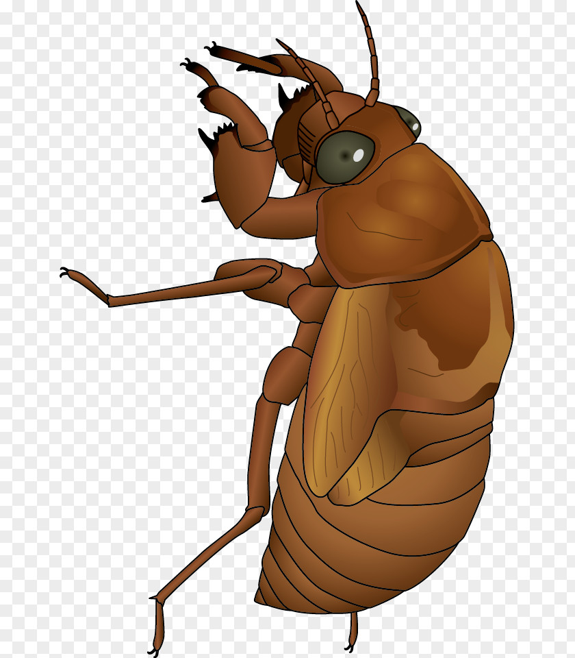 Brown Color Cicadidae Vector Graphics Illustration Design PNG
