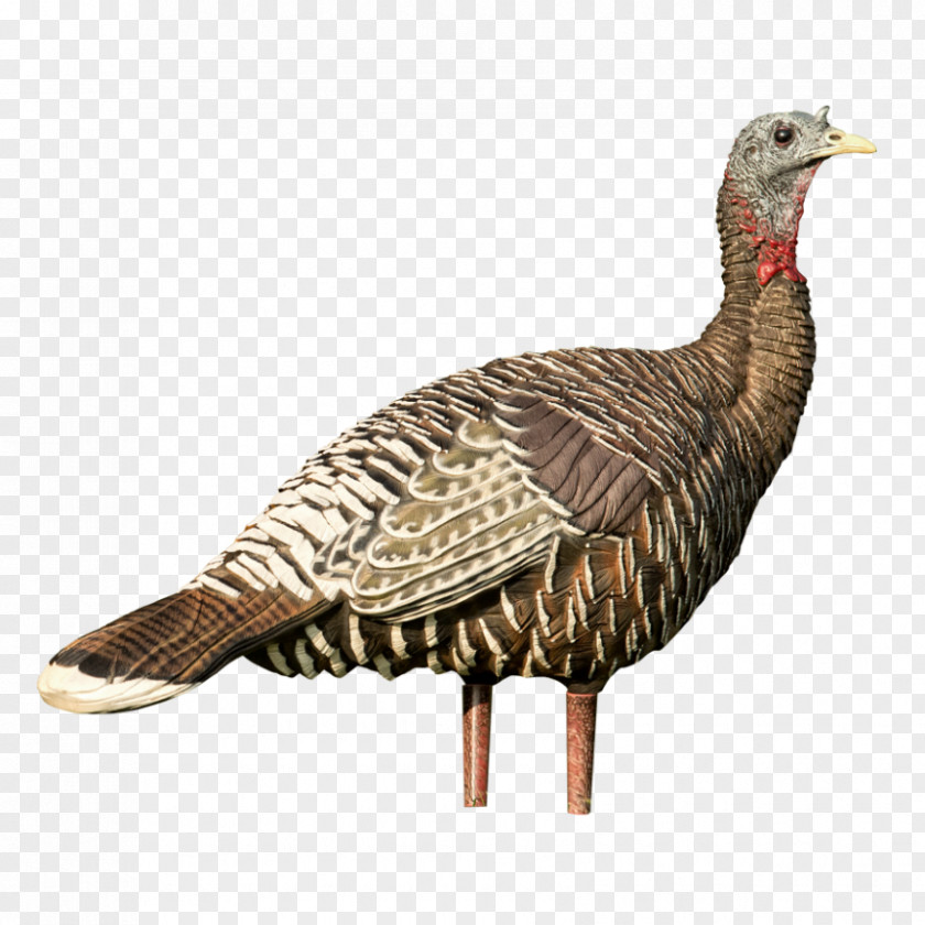 Domesticated Turkey Decoy Hunting Domestication MidwayUSA PNG