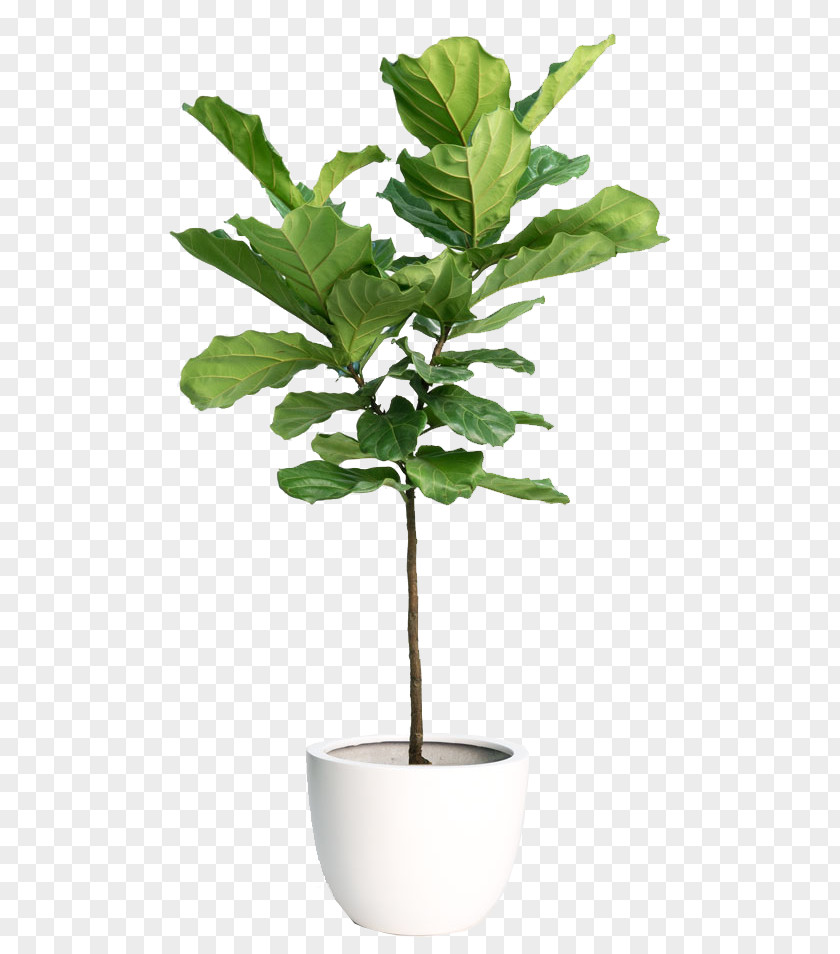 Fiddle-leaf Fig Houseplant Common Yucca PNG fig Yucca, indoor plant clipart PNG