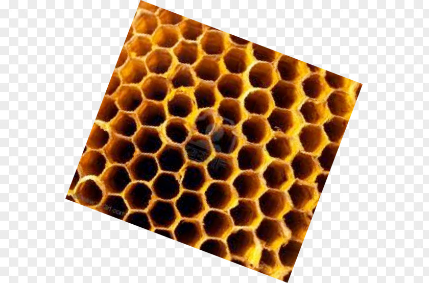 Insect Honeycomb PNG