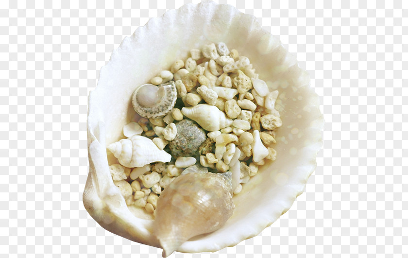 Seashells Seashell Mollusc Shell Clip Art PNG