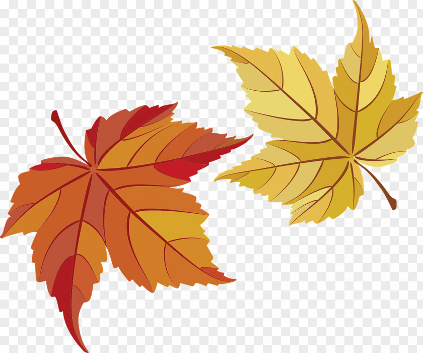 Sunflower Leaf Maple PNG