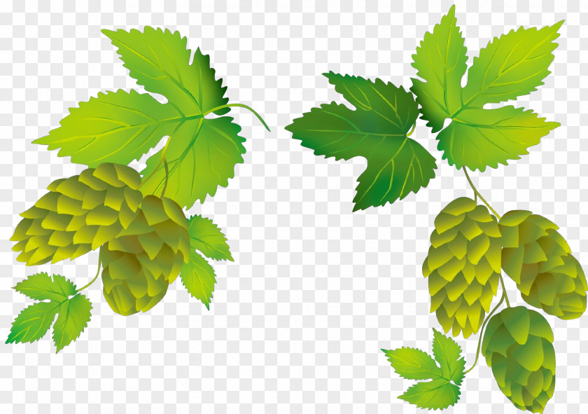 Elm Humulus Lupulus Leaf Plant Flower Tree Swamp Birch PNG