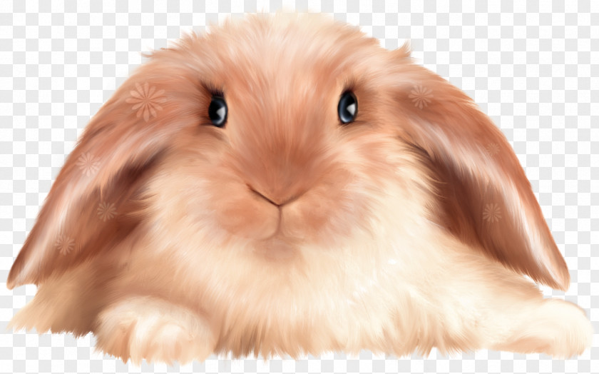 Cute Bunny Transparent Domestic Rabbit Cartoon Clip Art Image PNG
