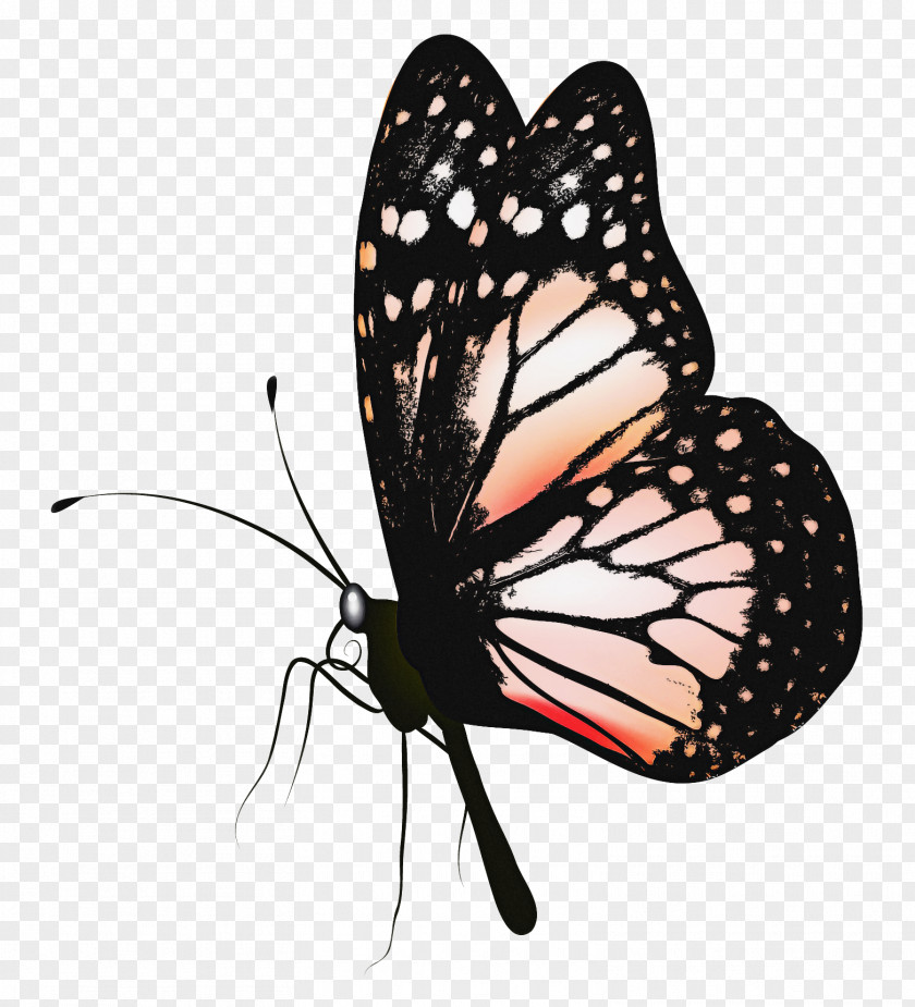 Cynthia Subgenus Pollinator Monarch Butterfly PNG