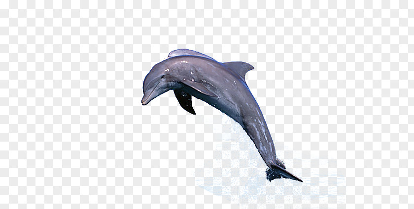 Dolphin Common Bottlenose Jumping Porpoise Cetacea PNG