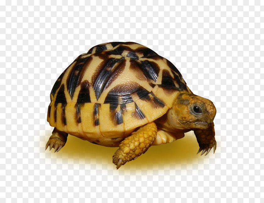 Gopher Tortoise Terrapin Sea Turtle Background PNG