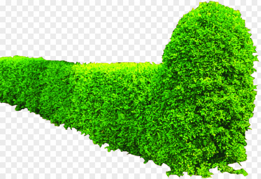 Green Bushes Shrub Greening Hedge PNG