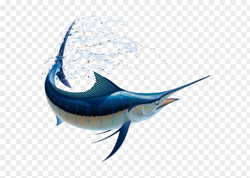 Orca Underwater Fishes Marlin Fishing Atlantic Blue Billfish Vector Graphics White PNG
