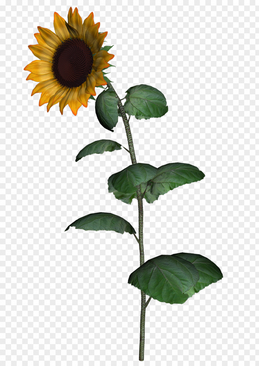 Sunflower Leaf Common Seed Clip Art PNG