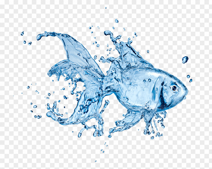 Water Seawater Fish Декор Carbonate Hardness PNG
