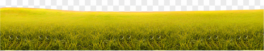 Yellow-green Simple Grass Bureaucratic Texture Barley Harvest Grassland Sky Field PNG