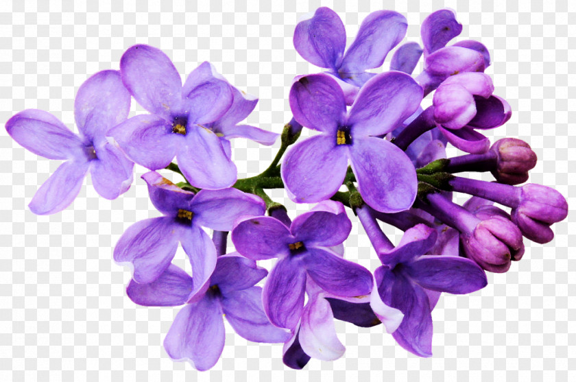 Chinese Flower Drawing Lilac Color PNG