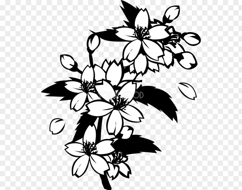 Design Black And White Monochrome Painting Cherry Blossom PNG