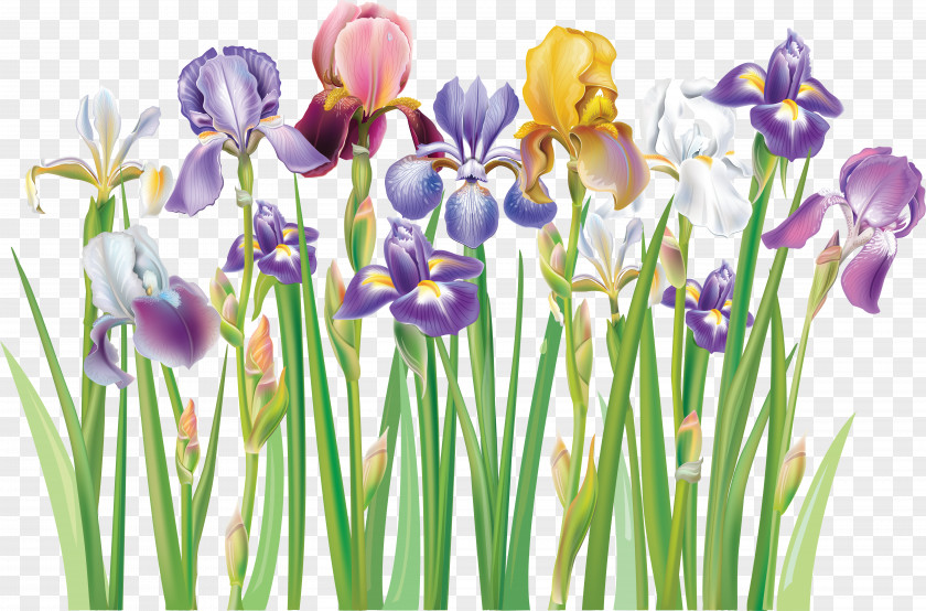 Flowers Floral Multicolor Royalty-free Flower Clip Art PNG