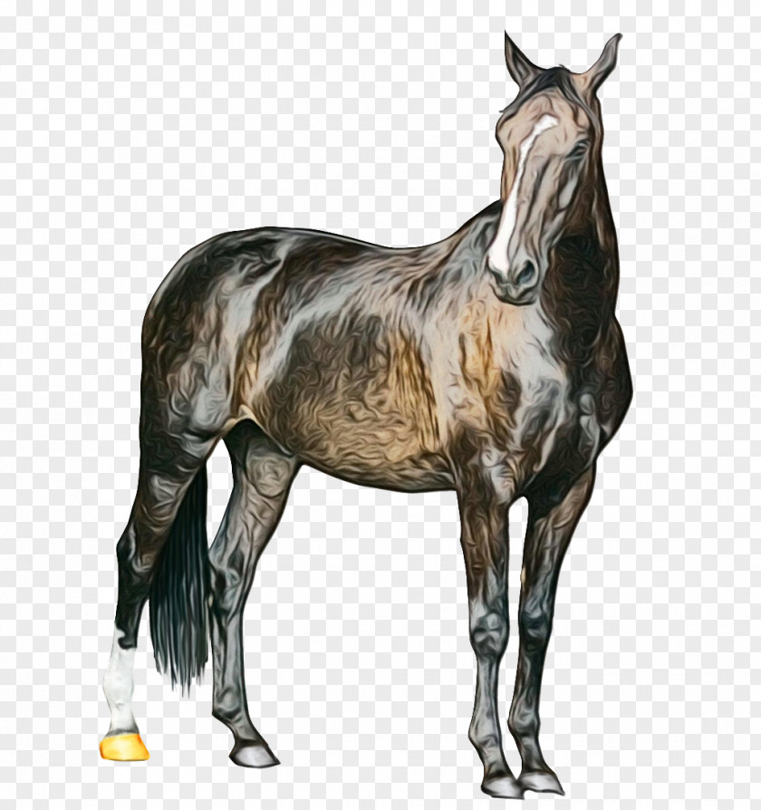 Livestock Liver Horse Cartoon PNG