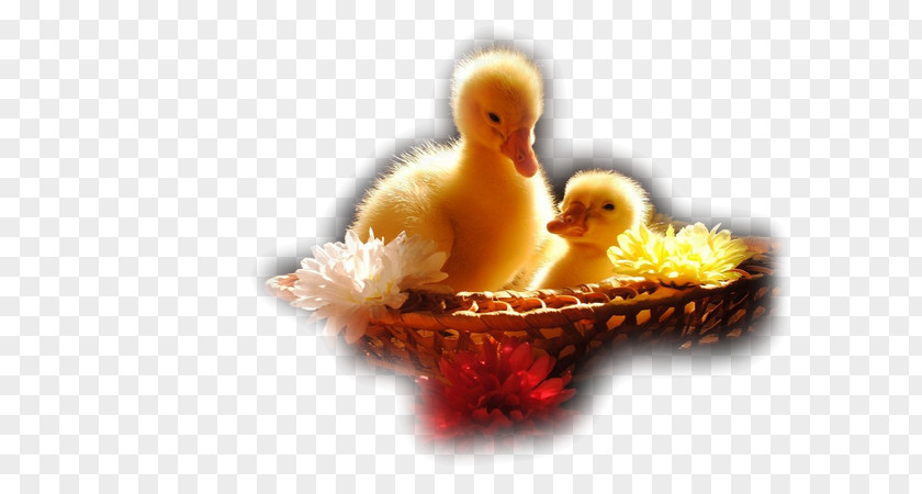 Logic Game For Toddlers Jigsaw Puzzle: Cute AnimalsDuck Ducklings Desktop Wallpaper Animals PNG