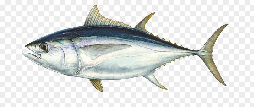 Tuna Fish Bigeye Southern Bluefin Pacific Albacore Atlantic PNG