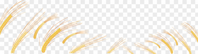 Wheat Vector Material Yellow Close-up Commodity Grasses Family PNG