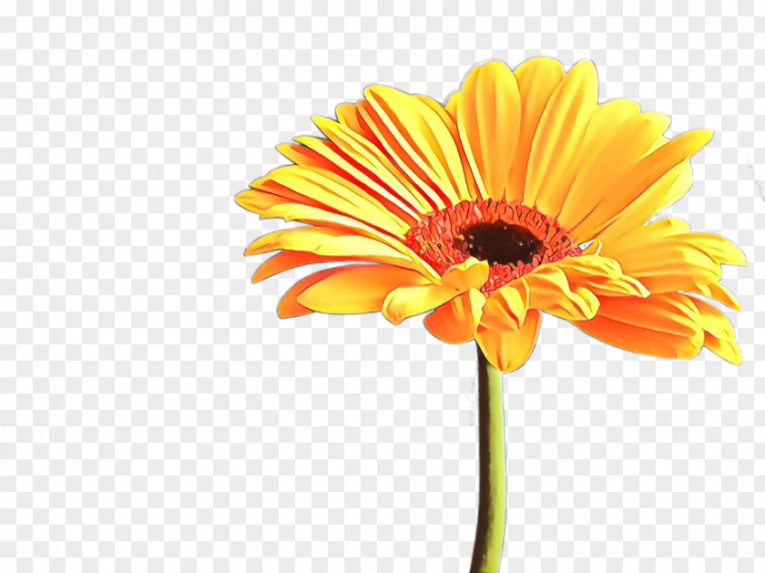 Cut Flowers Petal Sunflower PNG