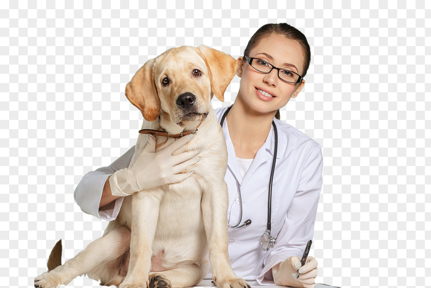 Dog Cat Veterinarian Clinique Vétérinaire Veterinary Medicine PNG