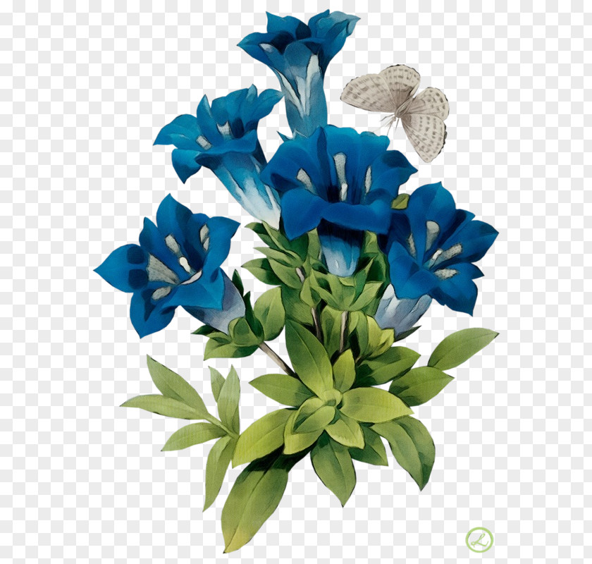 Iris Gentian Family Blue Flower PNG