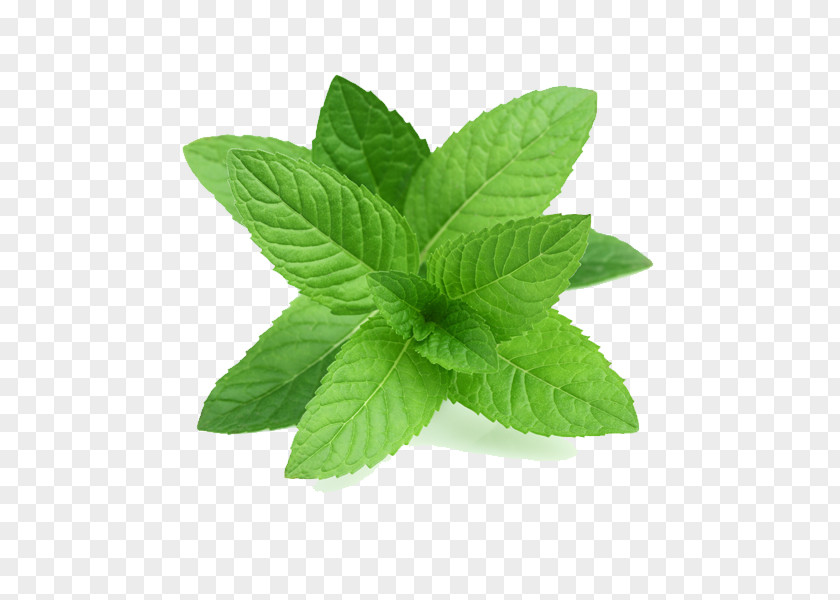 Leaf Peppermint Mentha Spicata Herb Mint PNG