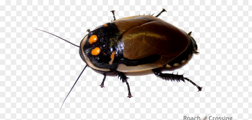 Mega Sale Cockroach Dubia Roach Lucihormetica Grossei Eublaberus Distanti PNG