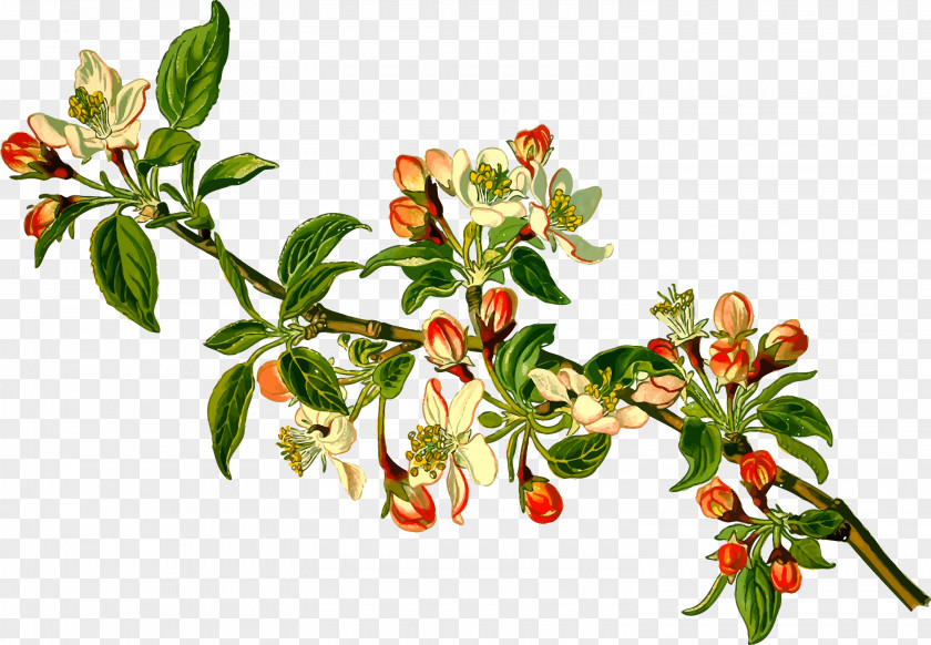 Apple Blossom Vector Material Malus Sieversii Branch Fruit Tree PNG